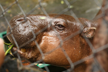 Wildlife animal. Cute little hippo looks in the frame, close-up