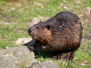 Closeup North American Beaver (Castor canadensis) standing on grass