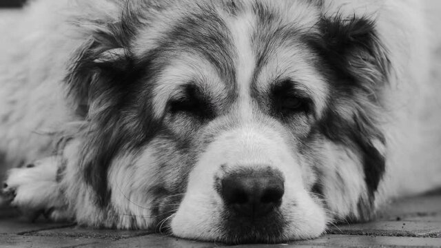 Central Asian Shepherd dog Alabai portrait close up Black and white color