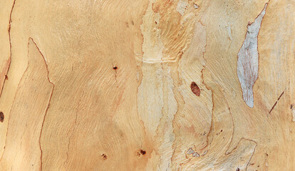 Wood background texture surface with natural pattern from tree