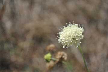 Cephalaria white flower blooming, close up macro detail on soft blurry gray background