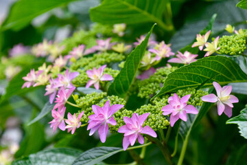 Obraz premium Hydrangea Flowers