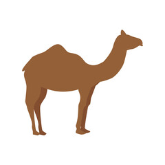 silhouette camel in walking pose on white background vector illustration design