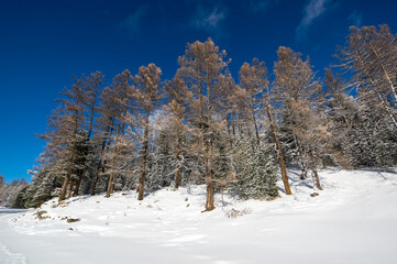 View of winter forest in Altay mountains