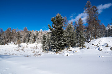 Fototapeta na wymiar View of winter forest in Altay mountains