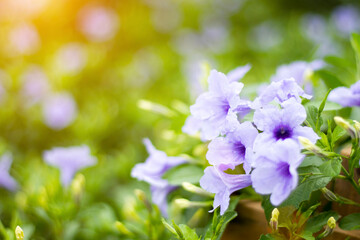 Purple flowers in full bloom with the morning sun bokeh for graphic design or wallpaper