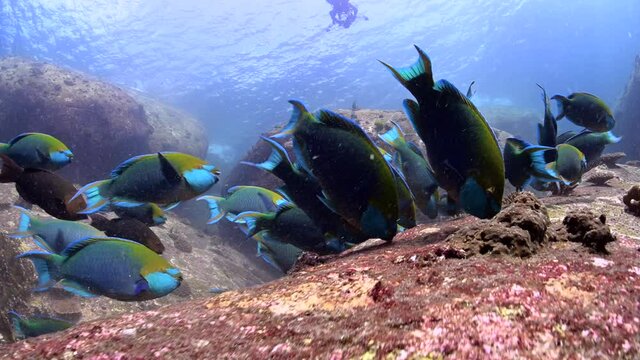 parrot fish swimming