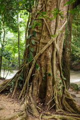 Natural texture and background. Winding roots and massive trunk of a tree growing in a rainforest