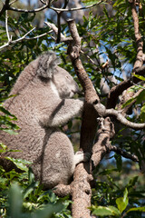 Sydney Australia, sleepy koala sitting in tree