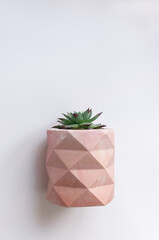 Little green sukkulent plant in a pink pot on a white background. Design concept. Copyspace moc up. Space for text. Concept monimalism. Geometric vase with succulent.