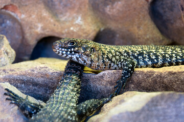 Sydney Australia, Egernia cunninghami or Cunningham's Skink in profile on sandstone rocks