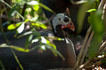 Sydney Australia, viewing a Helmeted Guinea Fowl nesting in garden
