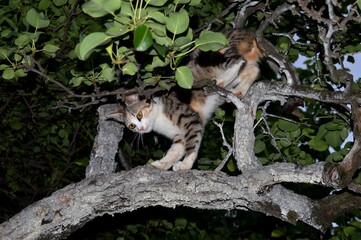a small cat is waiting for birds on a tree
