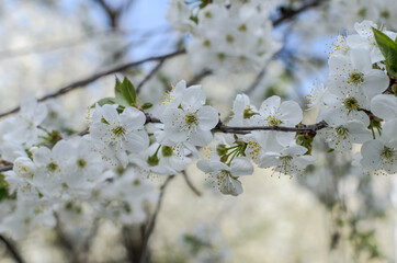 Cherry blossoms on a sunny day	
