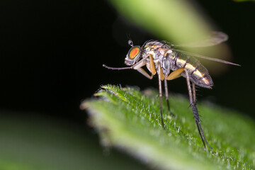 fly on a green leaf close-up