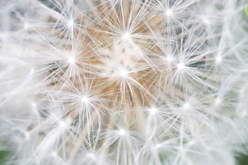 Foto op Canvas white dandelion head close-up © savva_25