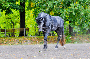 Beautiful horse walking in the park.