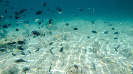 underwater view with fish and  white sand surface at pink beach labuan bajo Indonesia