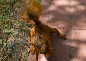 
red fluffy squirrel takes a nut from his hands