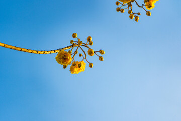 Abebuia chrysantha or Golden Trumpet yellow flowers on background Sky