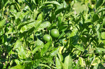 Fototapeta premium Limes on the tree.
