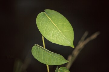 green leaf on black background