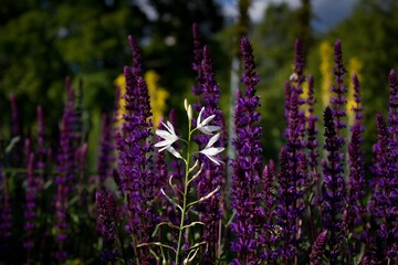 Violet inflorescence of Meadow sage. Beautiful and fragrant flowers in June.Lilac purple Meadow sage Salvia nemorosa