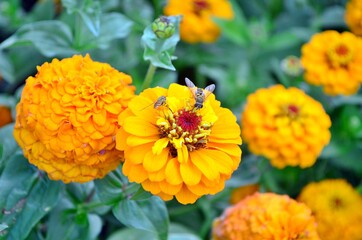 Yellow flower getting visitors