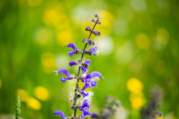 Wildflower meadow in the English garden