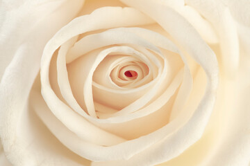 Close up of a white rose