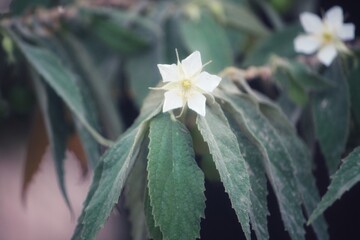 White flower with water drop