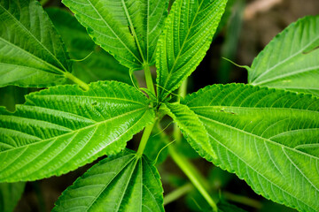 Natural Jute leaves closeup photo, A baby jute plant growing on the fields.
