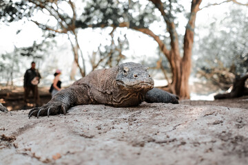 Komodo Dragon is the largest lizard in the world, at Komodo Island Indonesia