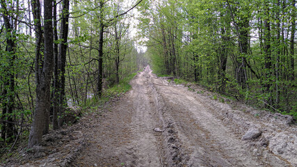 Fototapeta na wymiar forest road in spring afternoon, Ukraine