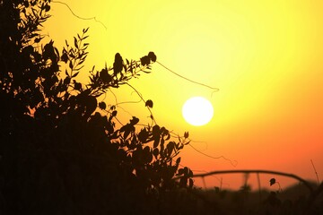 Obraz premium zachód słońca w lesie