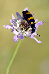 Closeup Mylabris variabilis on scabiosa flower