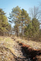 Mixed forest on a sunny spring day. Zarichne village, Polissya, Ukraine
