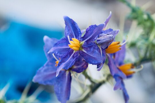 blue iris flower