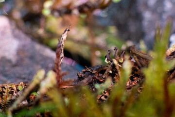 Heather grows in rocks along reservoirs, rivers and ponds. Close up with selective focus
