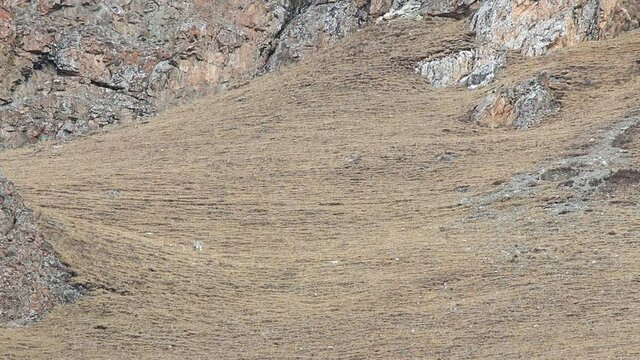 WILD Snow Leopard (Panthera Uncia) in Tibet walking on a moutain side