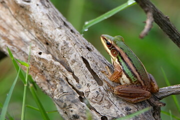 brown and green frog on a tree