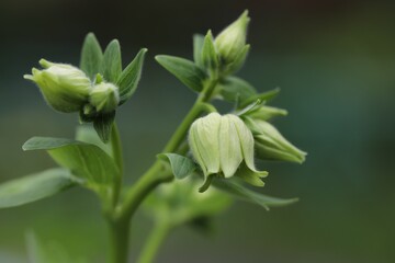 close up of a green plant