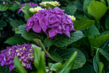 Hortensia in the garden. pink color. Spring fashion. Green leaf.