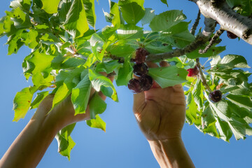 ramo di ciliege durante la raccolta manuale dei frutti