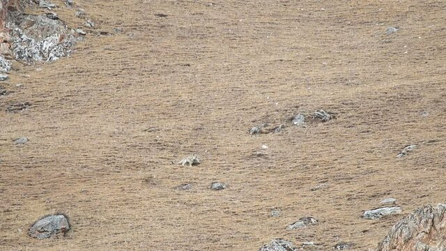 WILD Snow Leopard (Panthera Uncia) in Tibet killing a wild Blue Sheep on a moutain slope