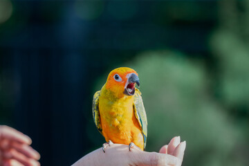 Parrot