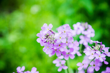 Hesperis matrolnalis flowers blooming in the garden. Selective focus. Shallow depth of field.
