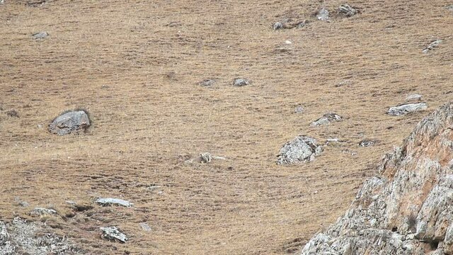 WILD Snow Leopard (Panthera Uncia) in Tibet killing a wild Blue Sheep on a moutain slope