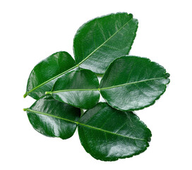 Obraz premium Kaffir lime leaf isolated on white background