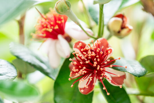 33 最適な フェイジョアの花 画像 ストック写真 ベクター Adobe Stock